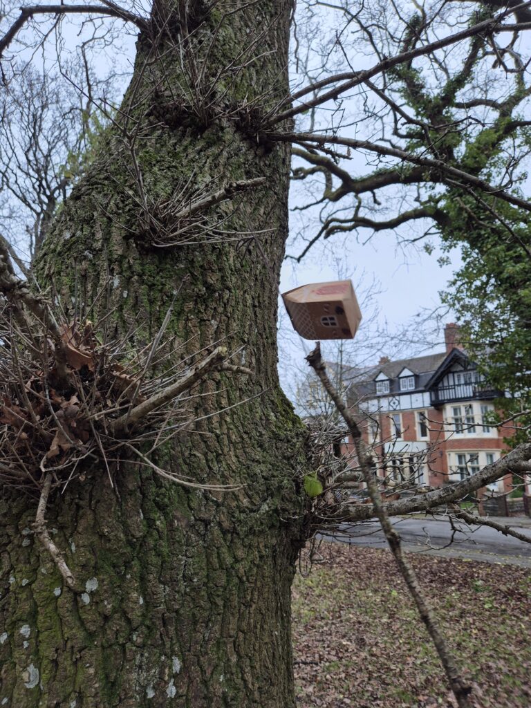 A clue being knocked down from a tree with a stick