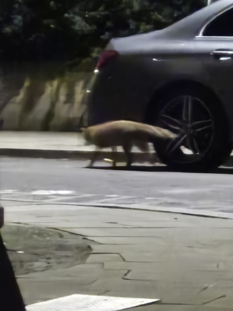 a fox in London
