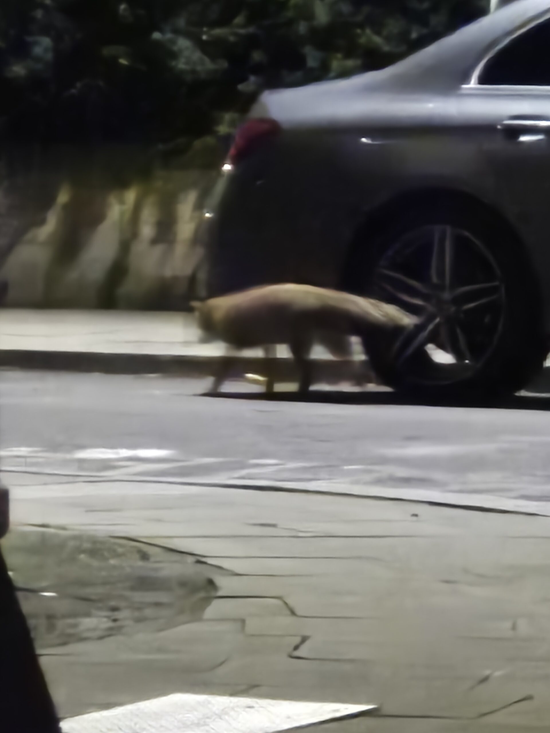 a fox in London