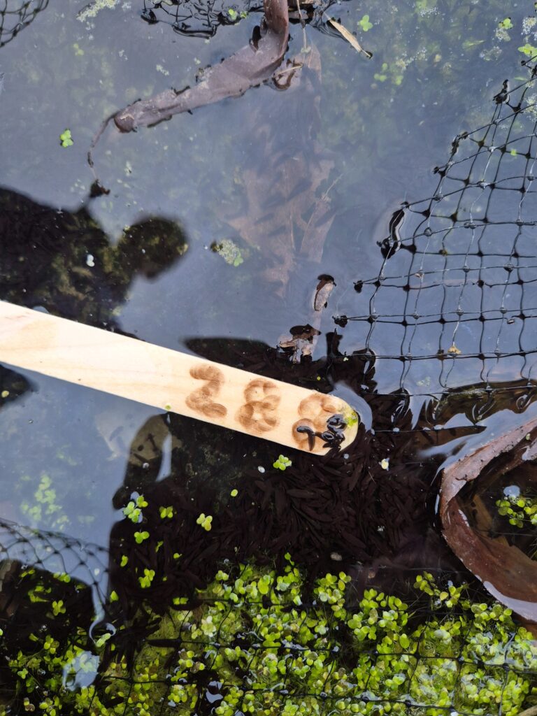 Tadpoles in a pond