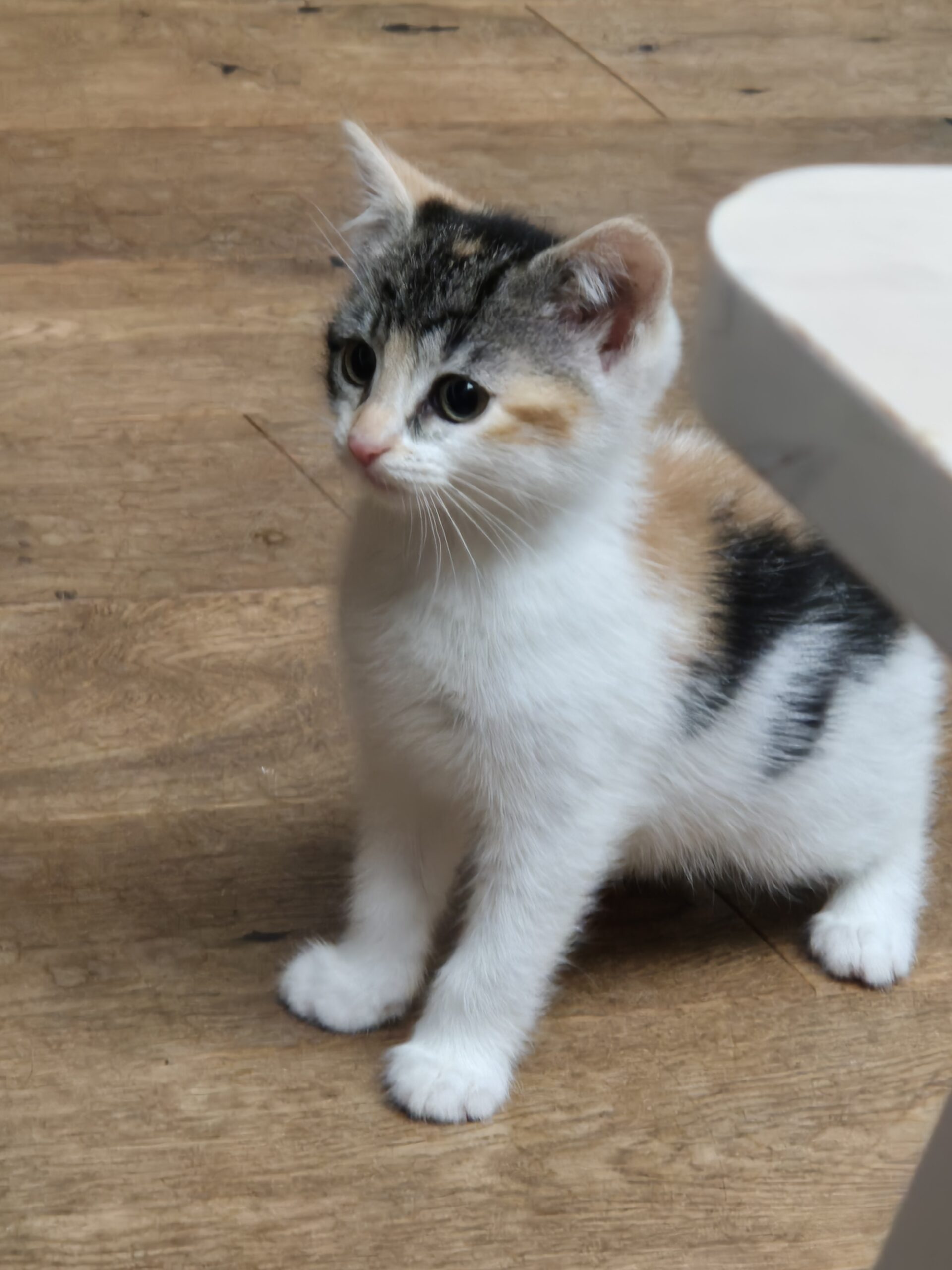Primrose the 9 week old kitten