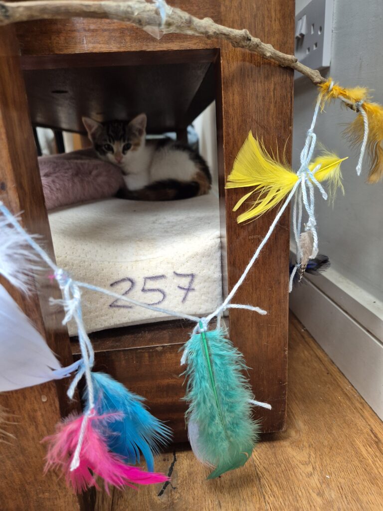 A kitten with number 257
