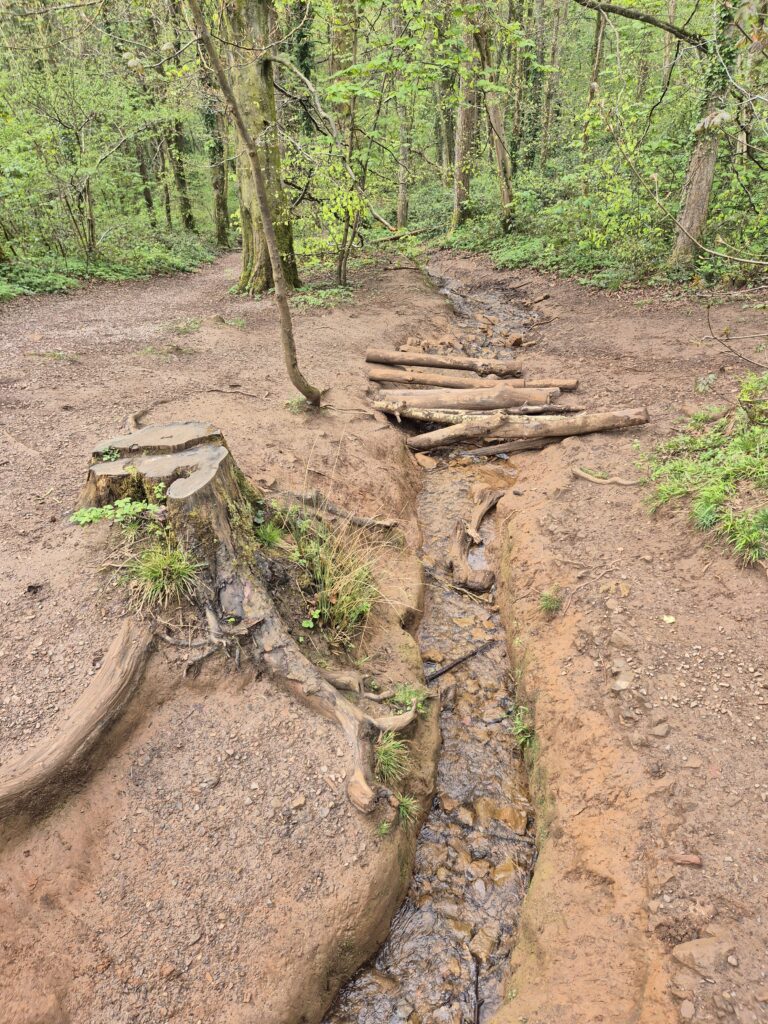 A stream and log bridge in the woods