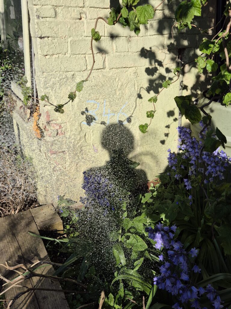 B's shadow on the garden wall with hose