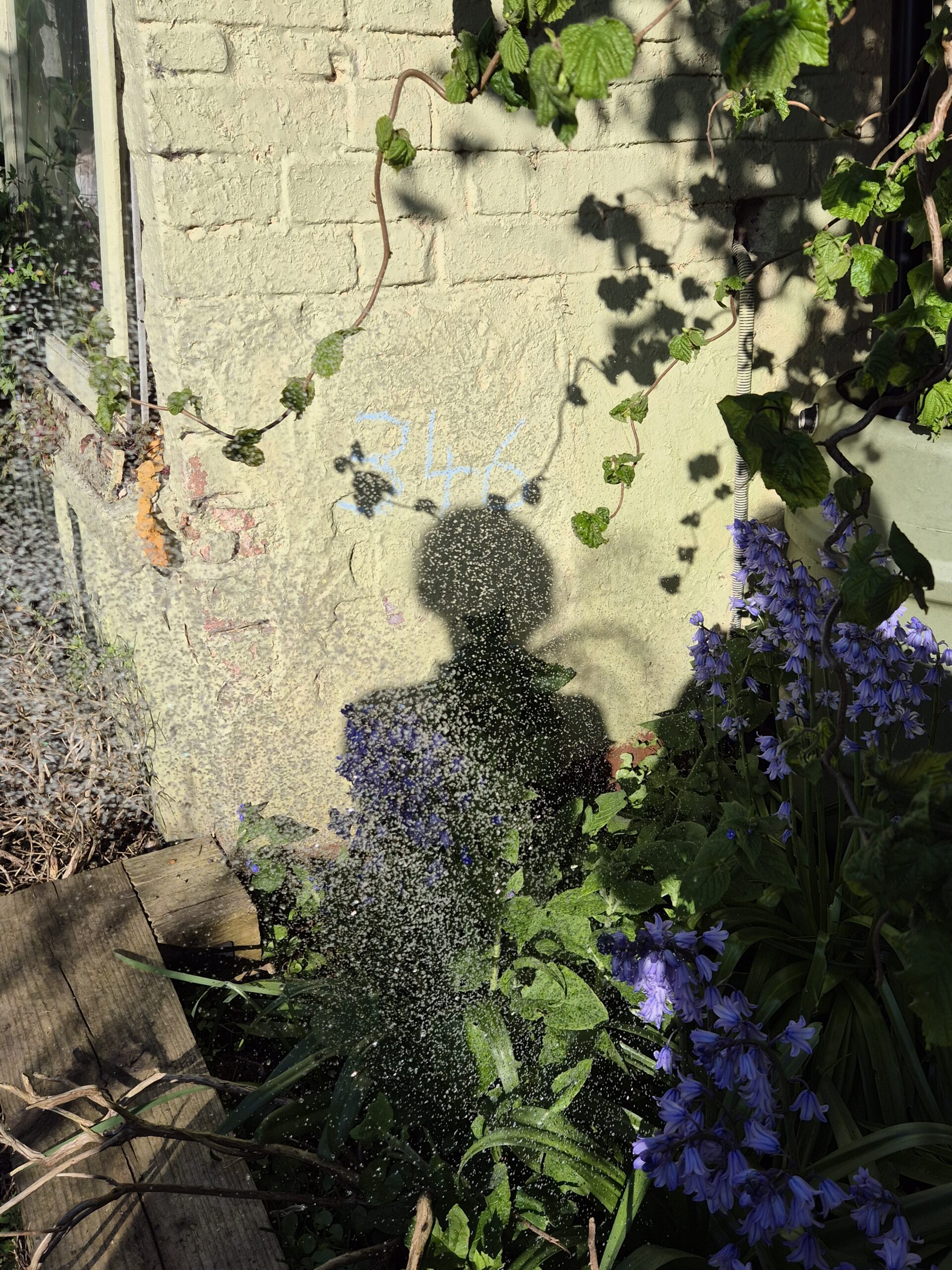 B's shadow on the garden wall with hose