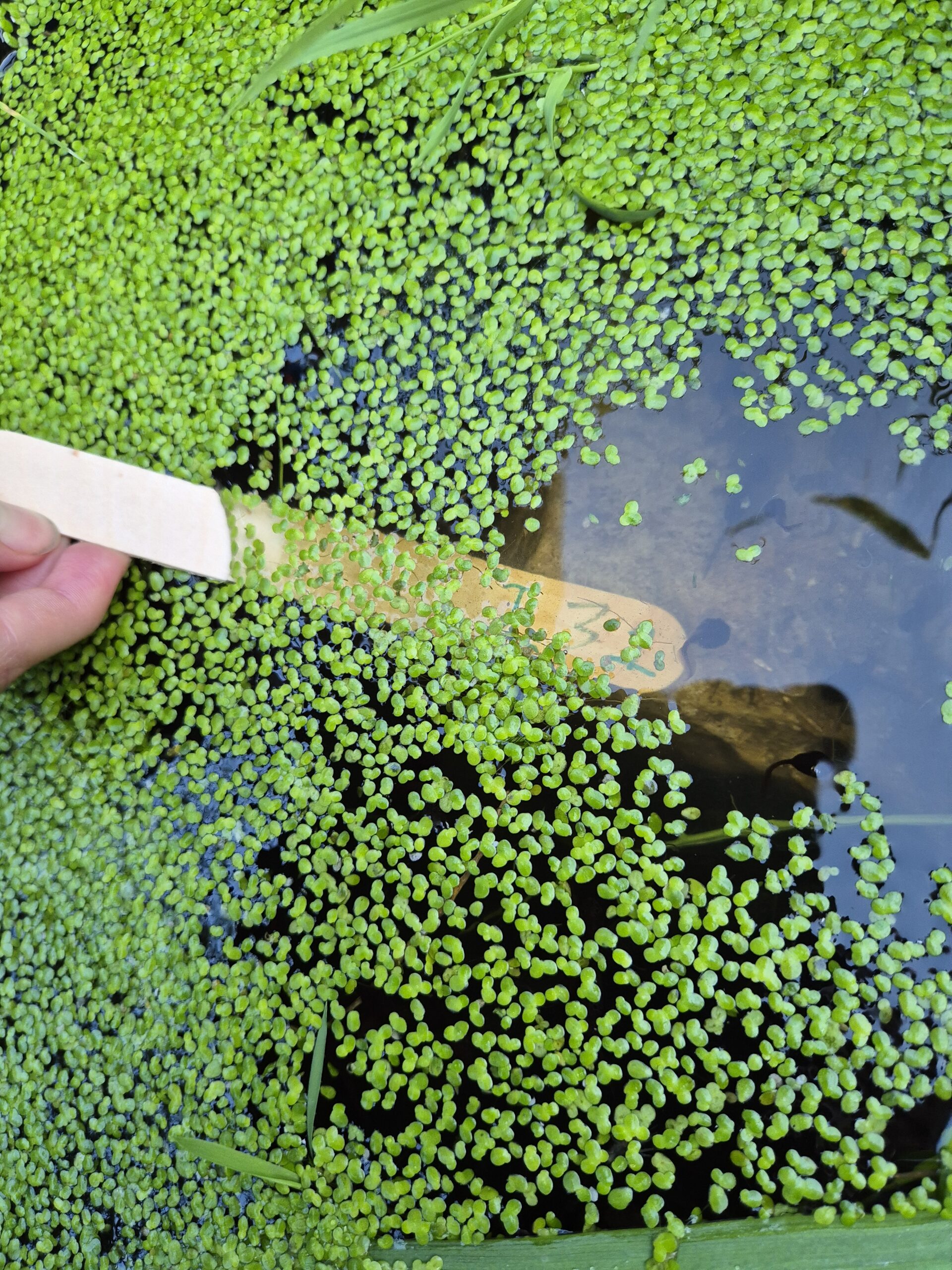 Introducing kids to frogspawn and tadpoles…