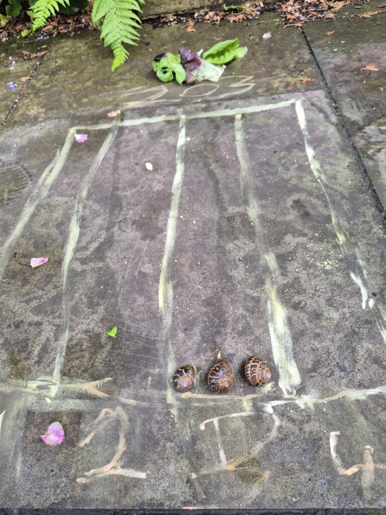 Snail racing