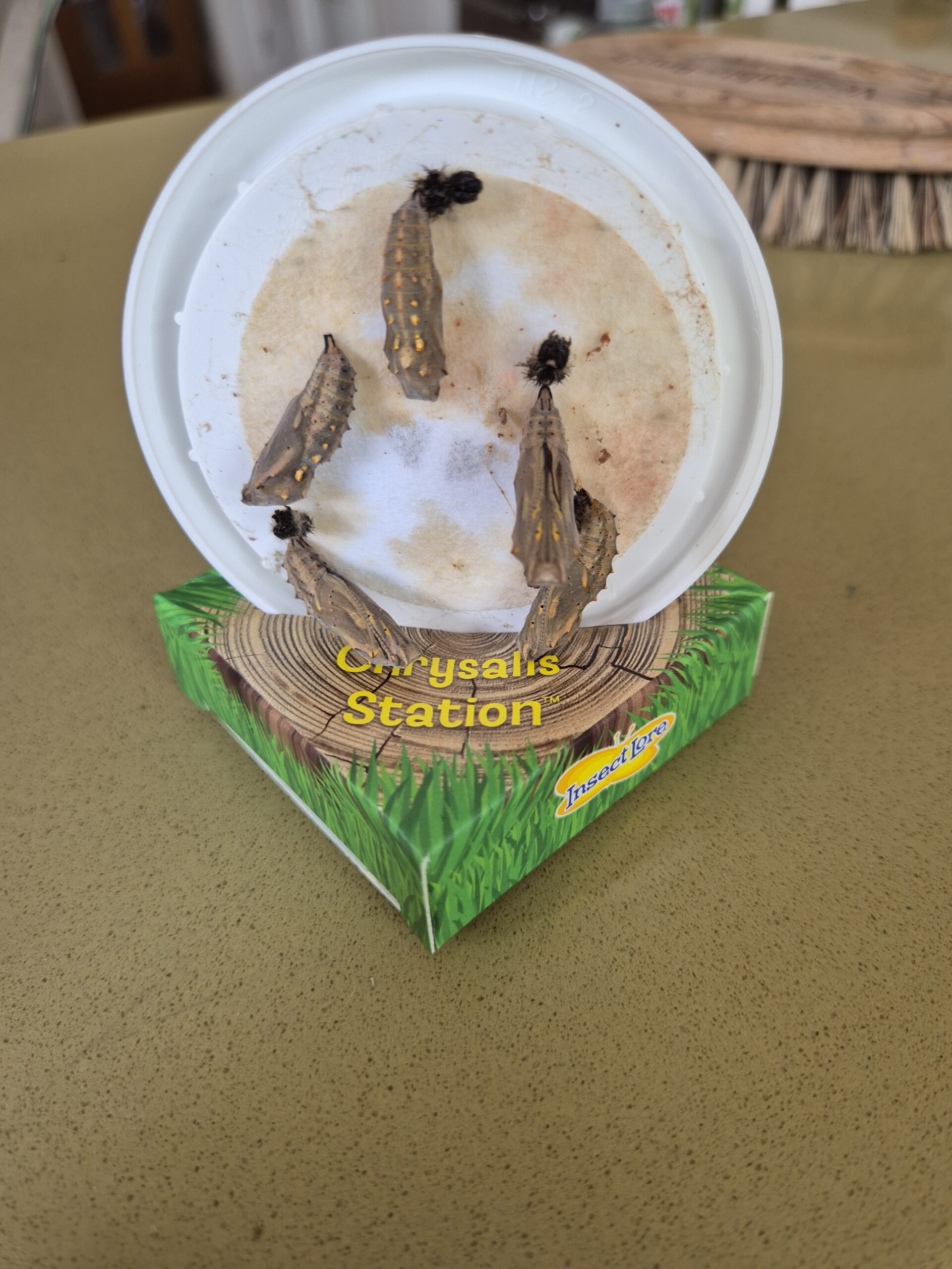 Buying caterpillars from ‘Insectlore Europe’ and growing them into butterflies
