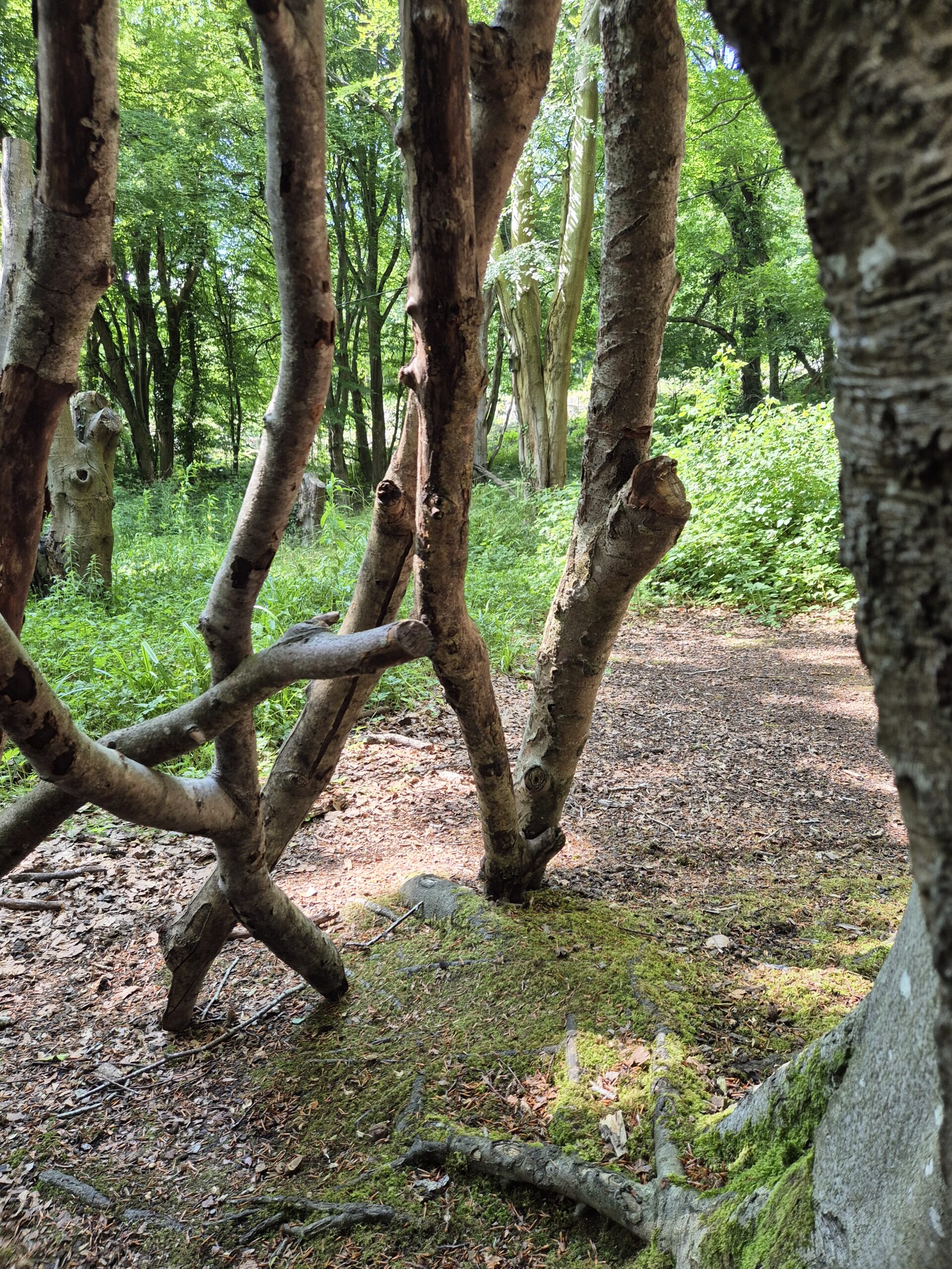 June overview of the ‘365 day nature play challenge’ (212-185)