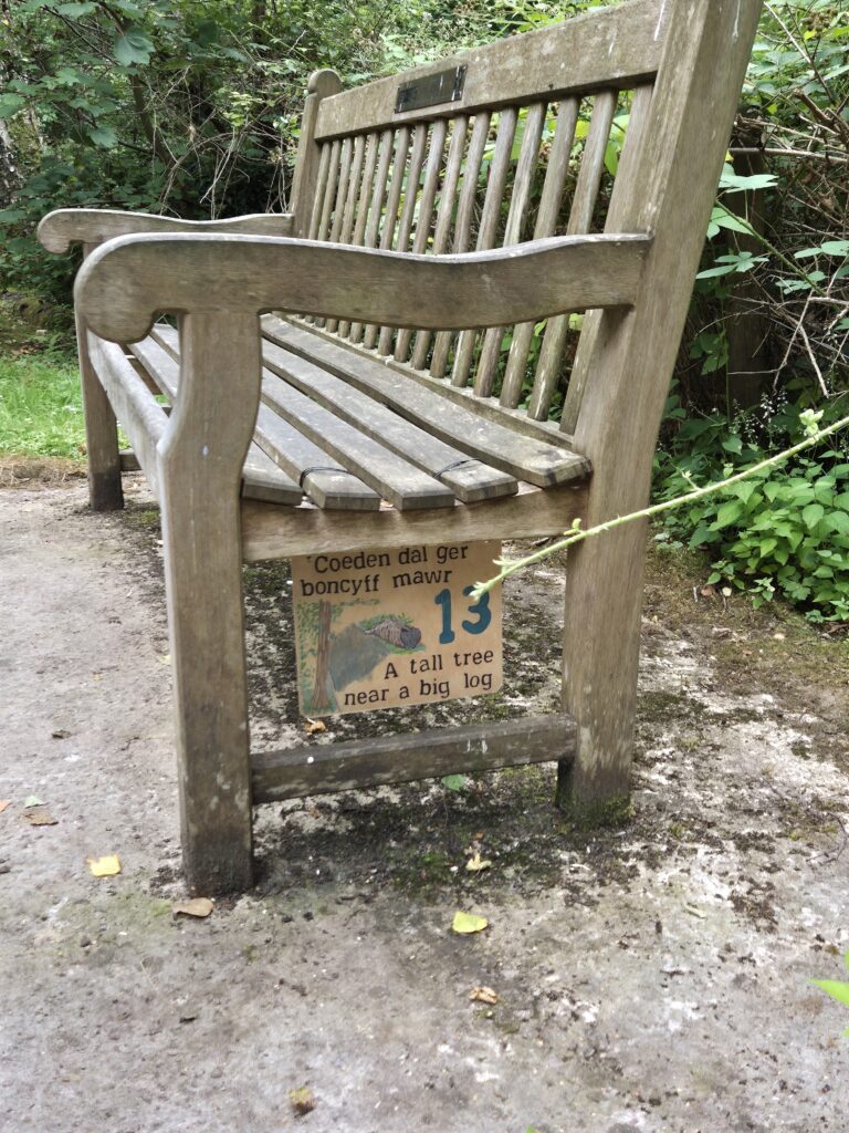 Sign 13, a tall tree