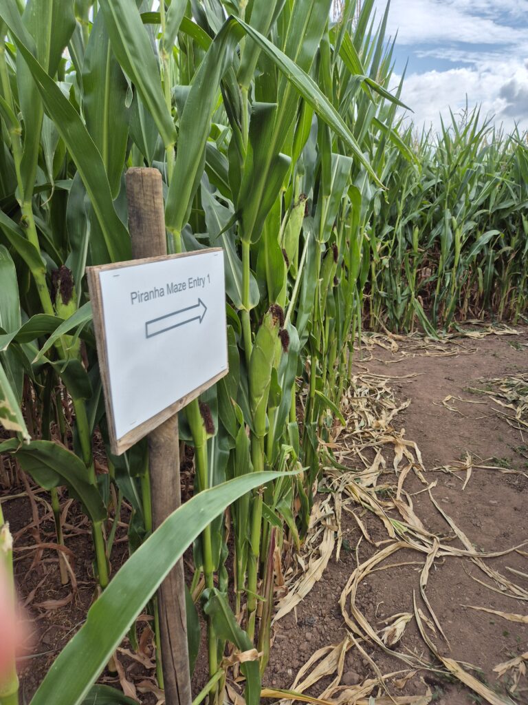 Entrance to a maize maze