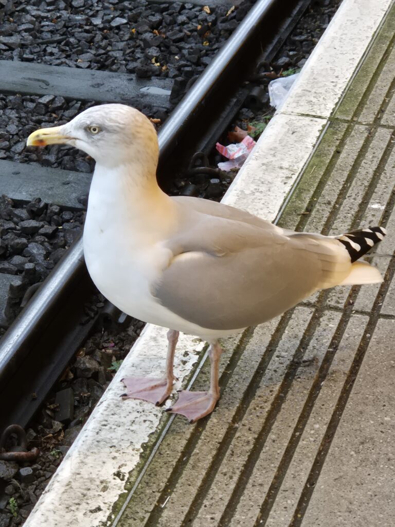 Seagull on station platform