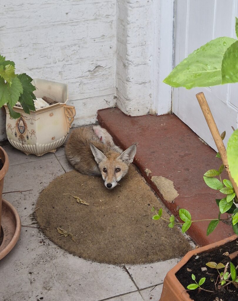 Baby fox on doorstep