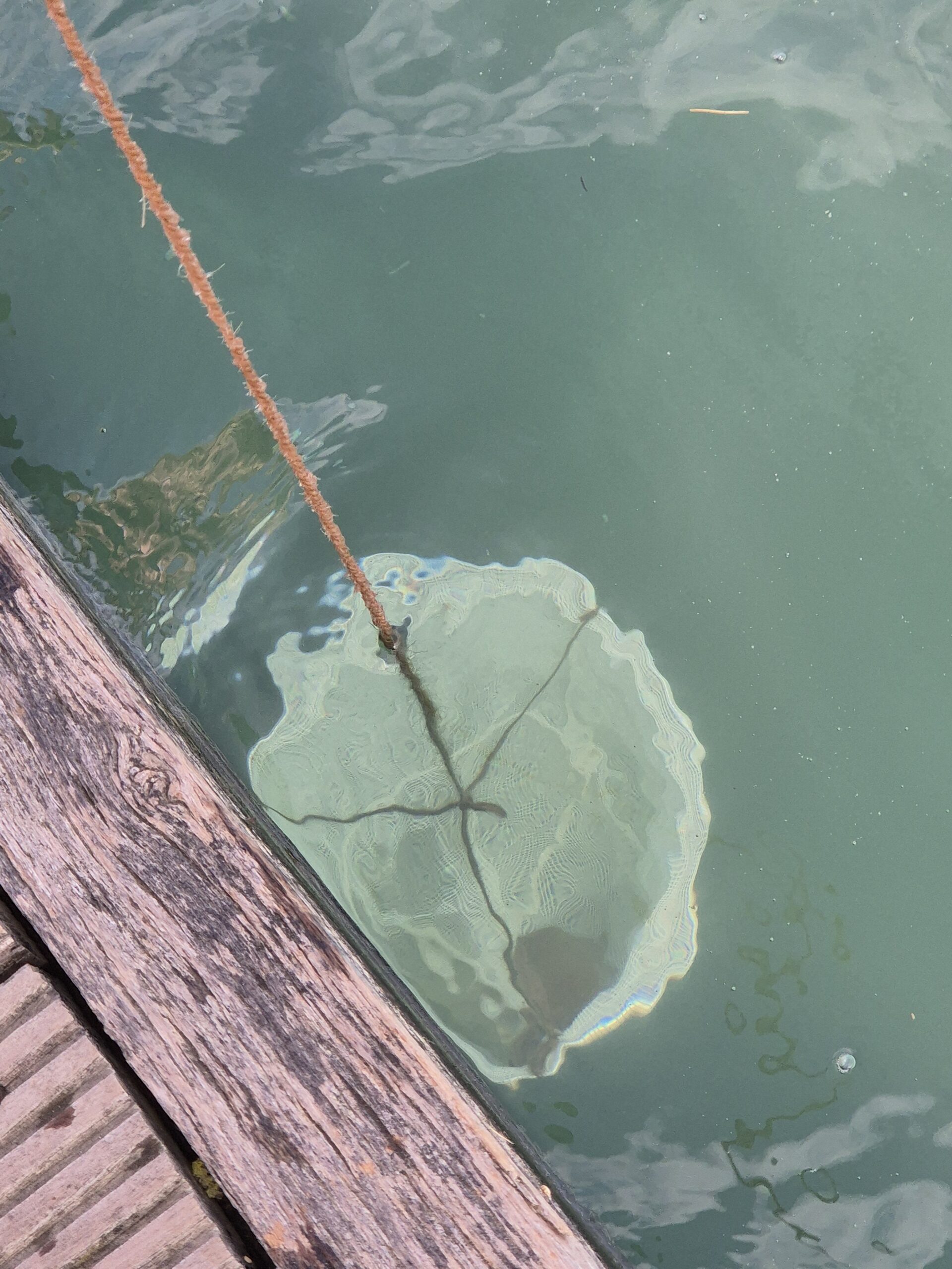 Crab net under water
