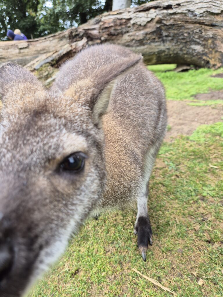 A wallaby sniffing the camera