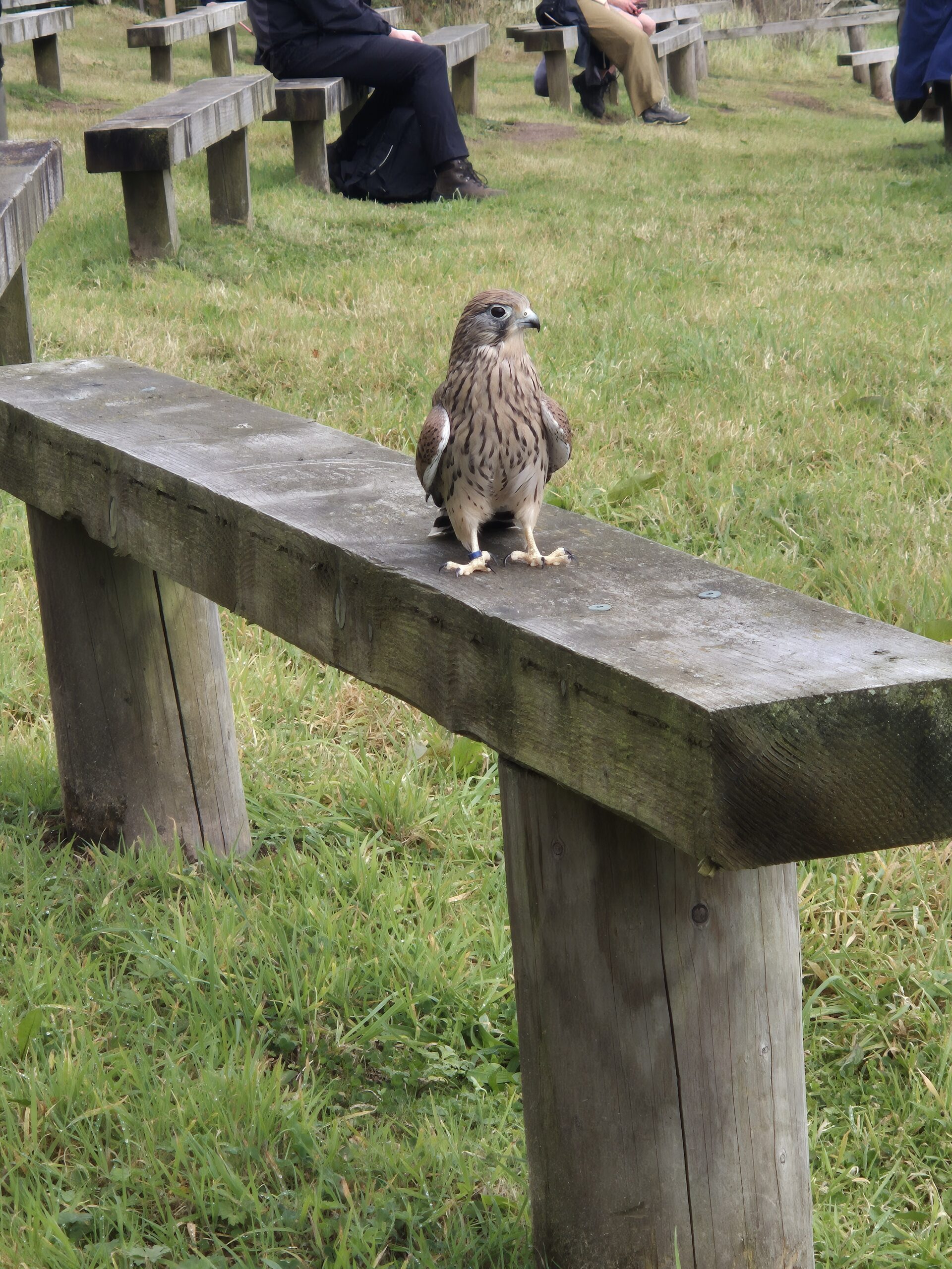 A bird of prey on a bench