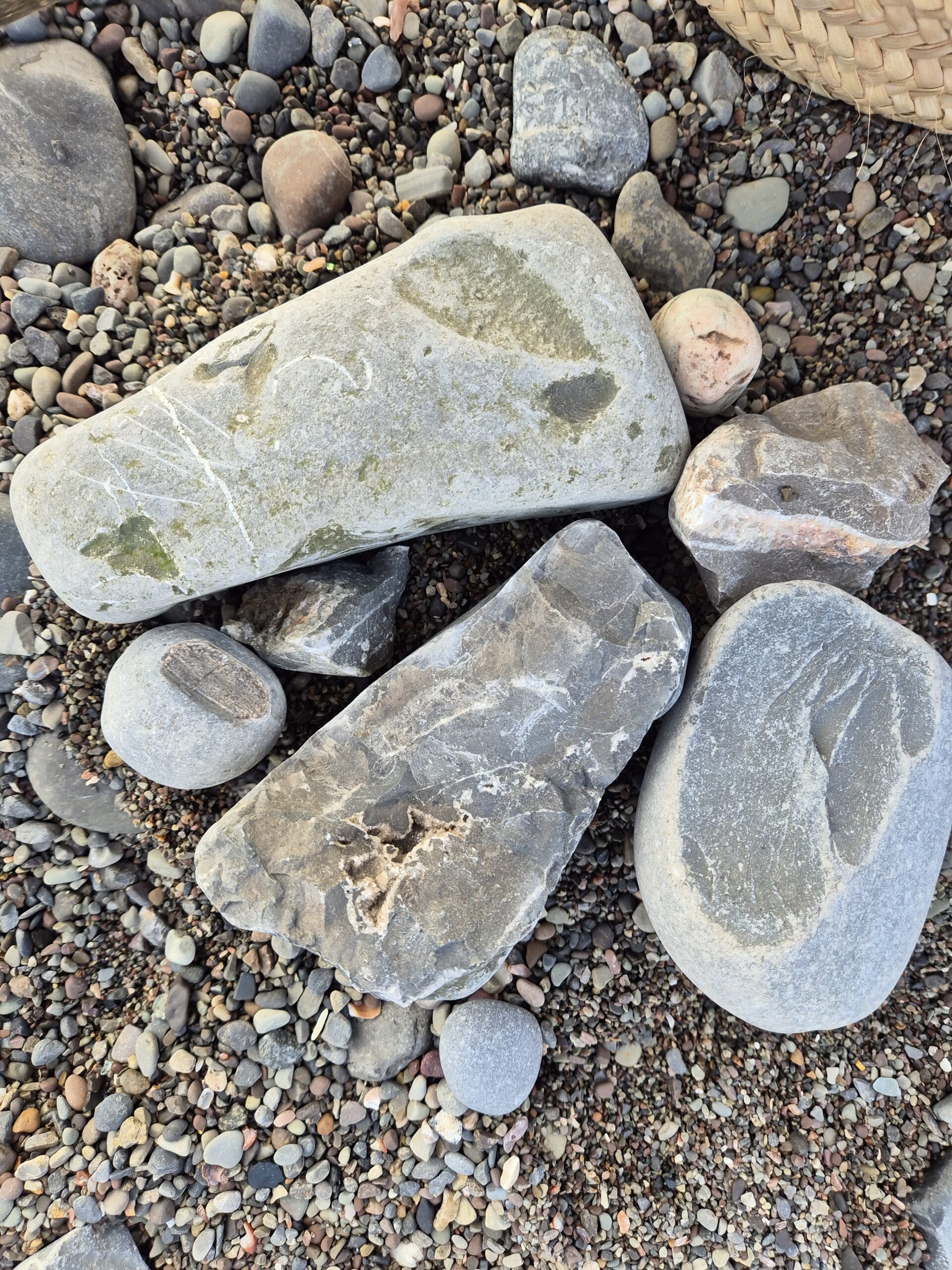Fossils on the beach