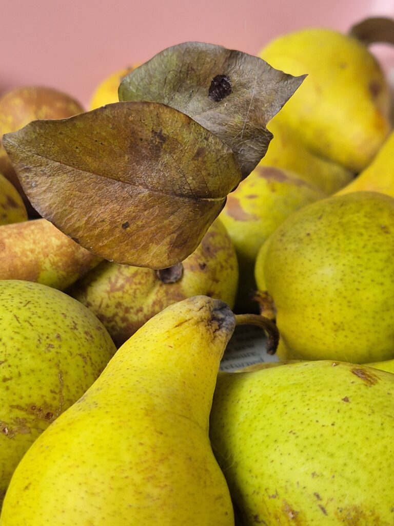 Bird made out of pear leaf