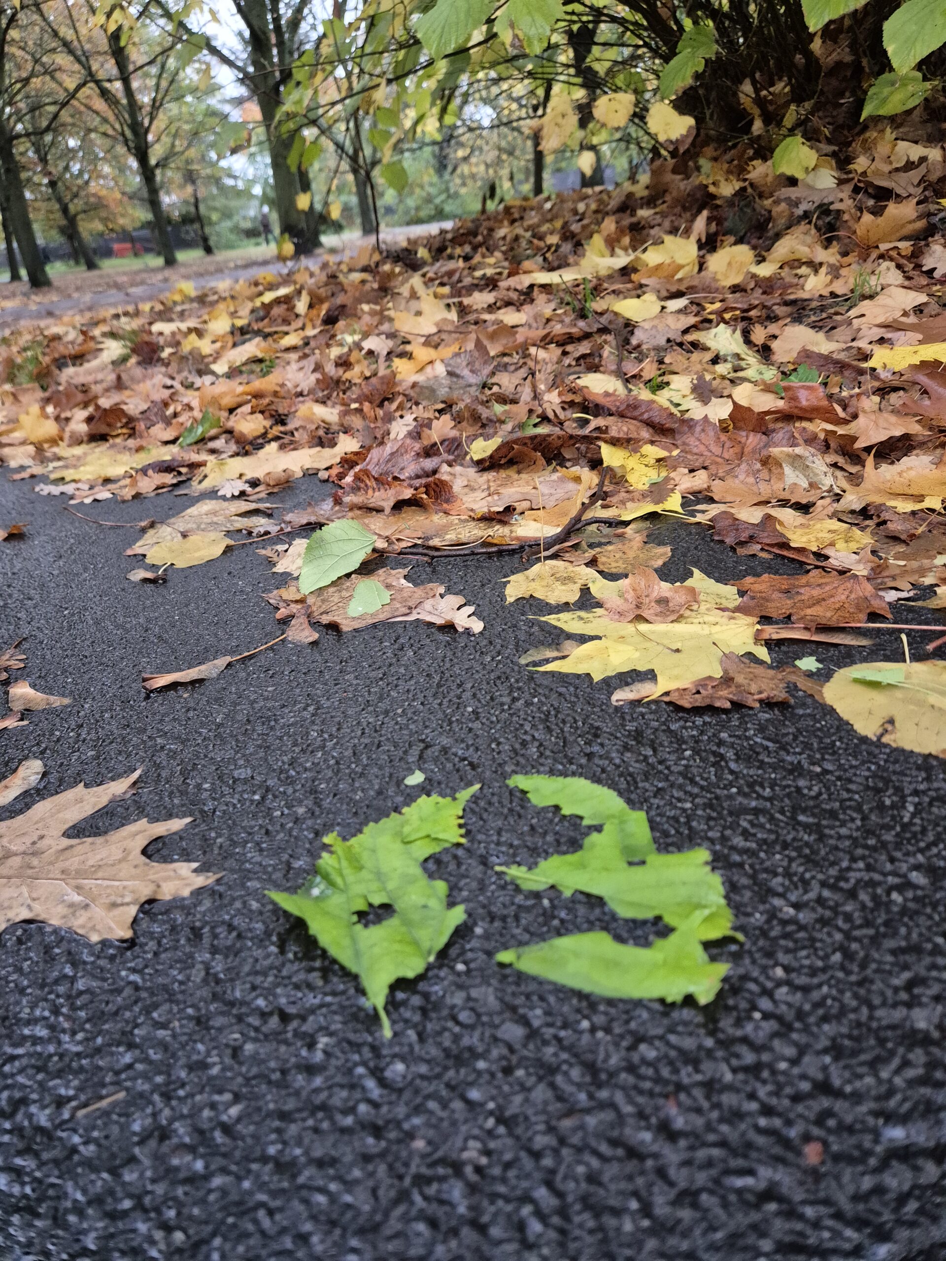 Fallen leaves and a 63