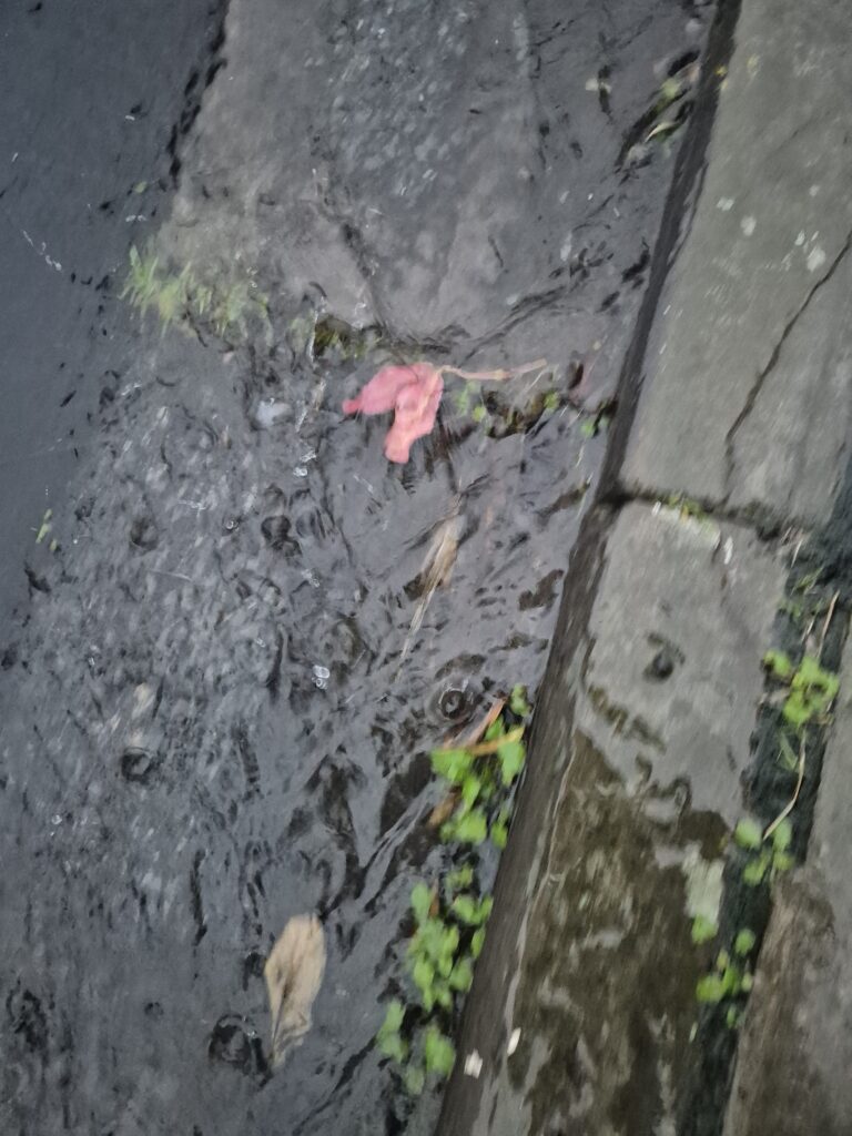 Leaf racing in rainwater down gutters