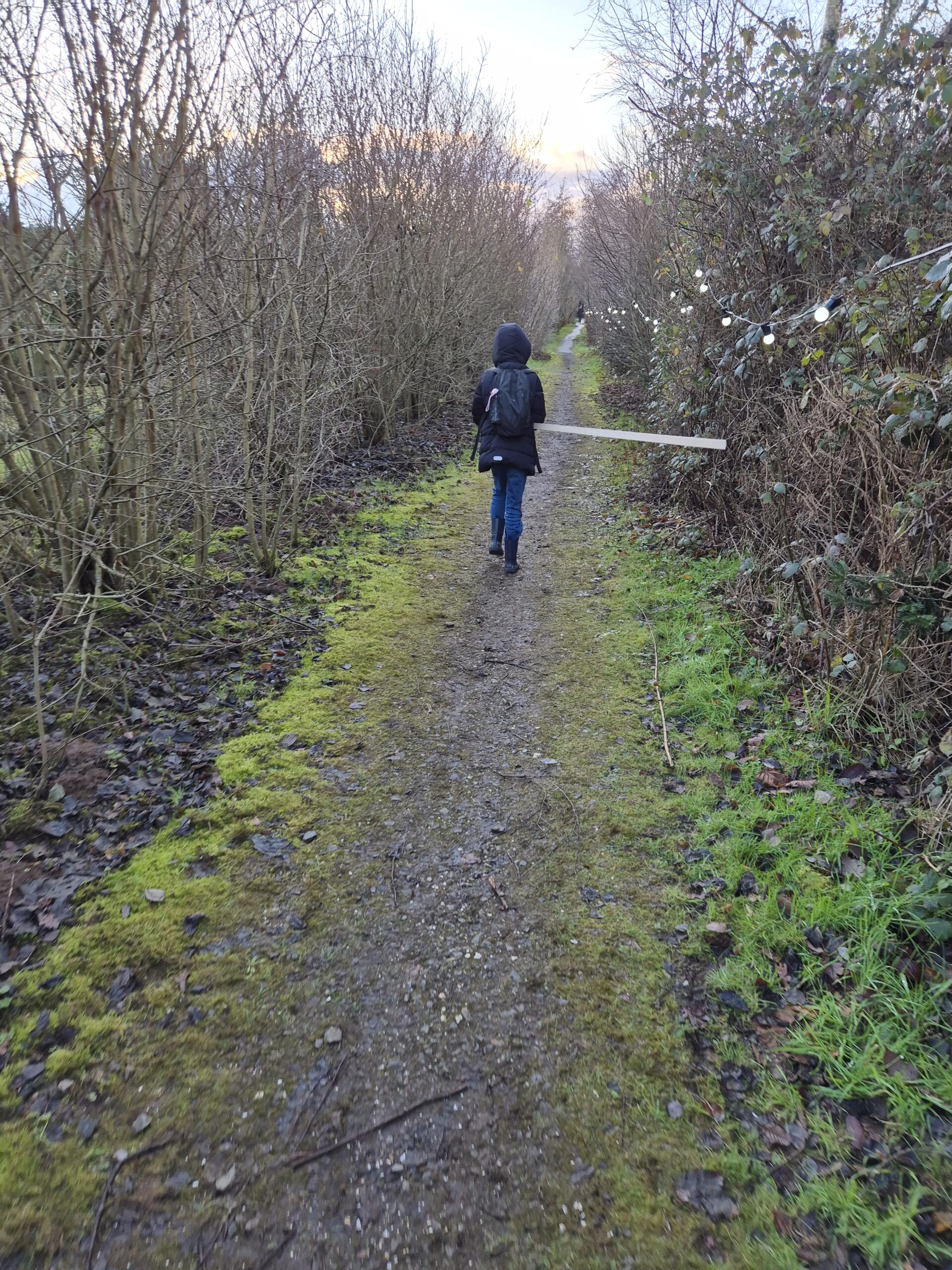 B in the woods with the measuring stick.