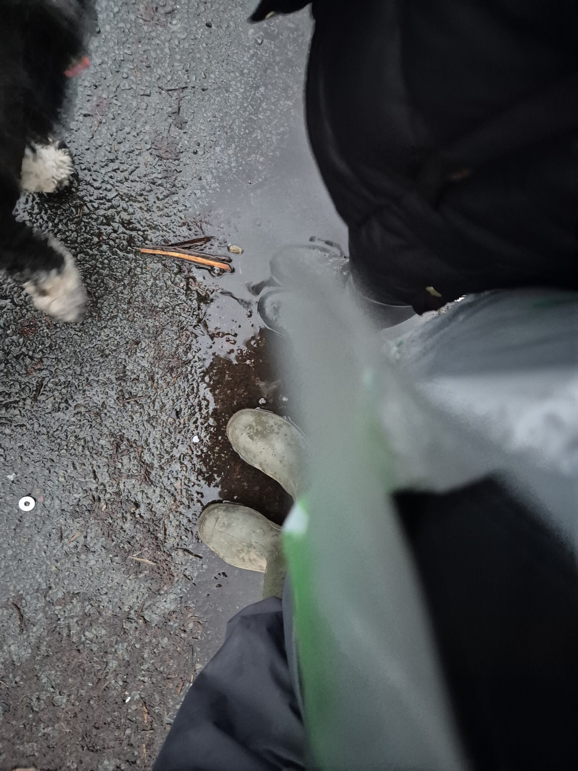 Dog paws and two wellied feet in a puddle.