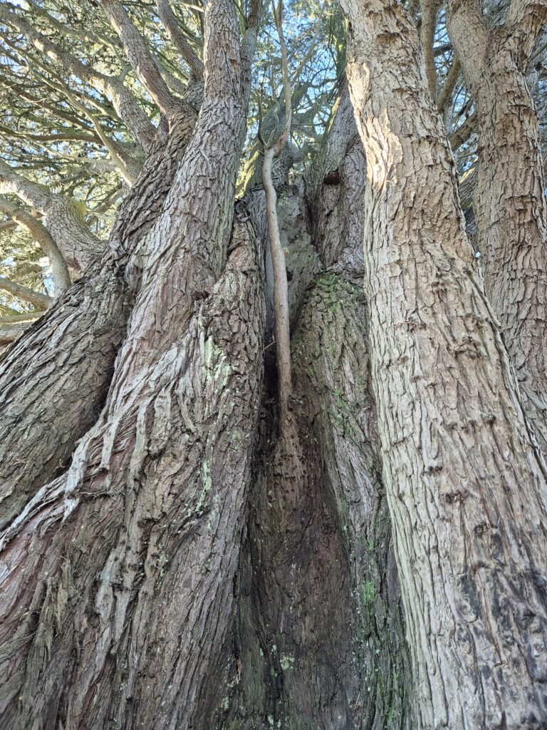 Looking up the big trunk of an old tree