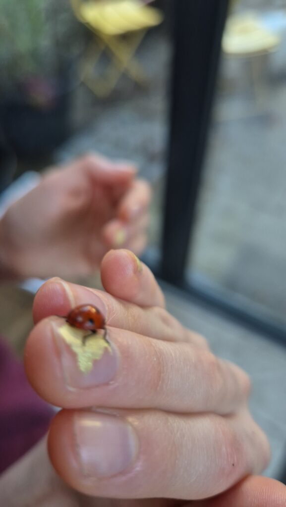 A ladybird on a girl's finger