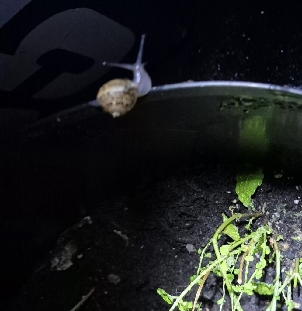A snail on a plant pot in the dark