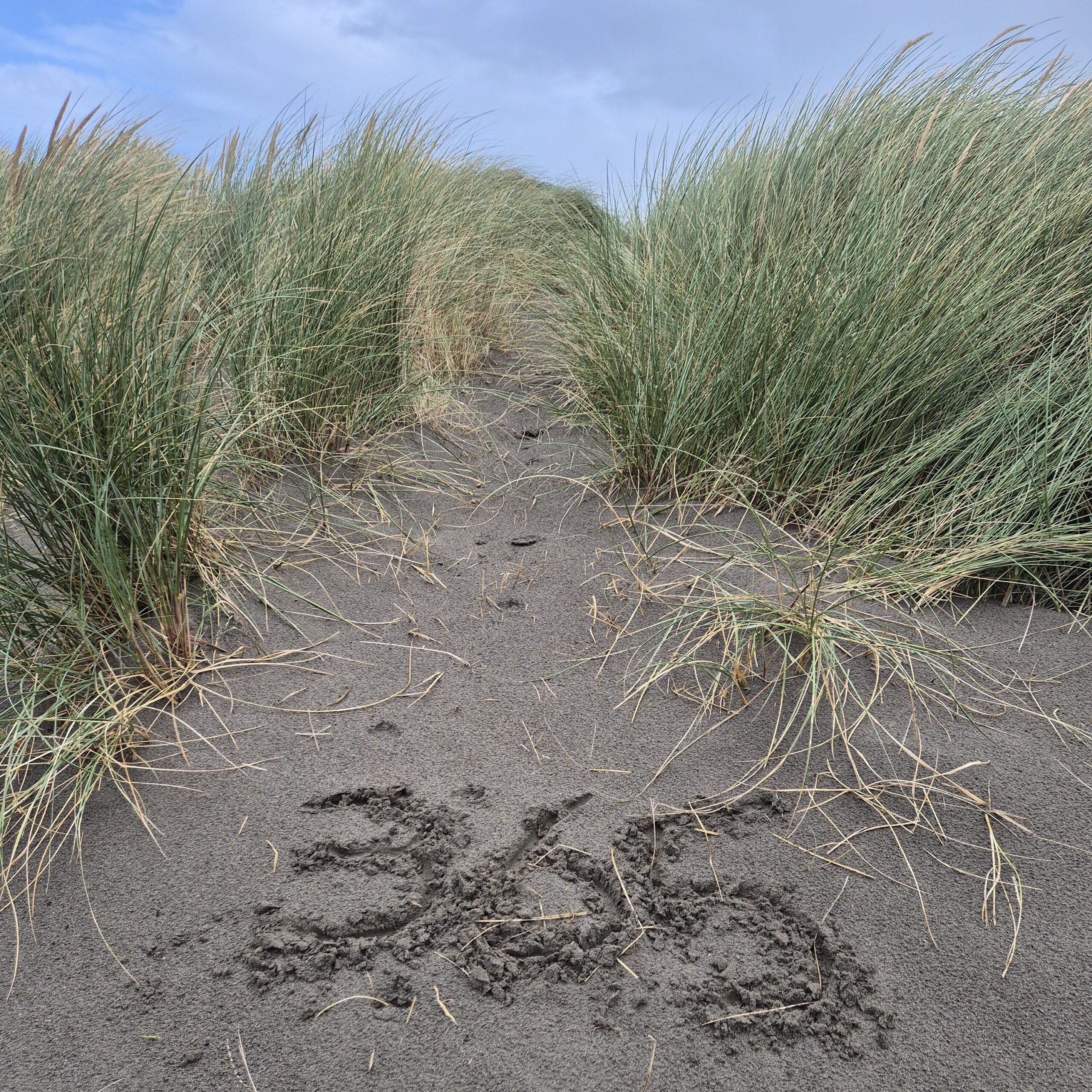 365 sand dune logo