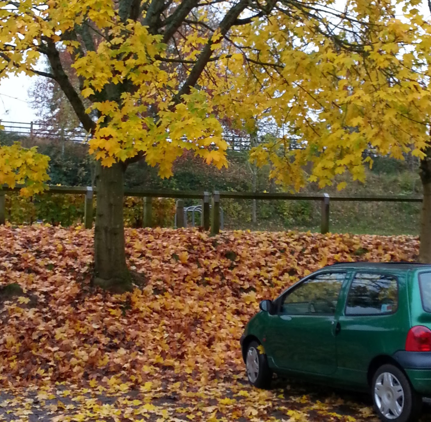 Green car in front of autumn tree